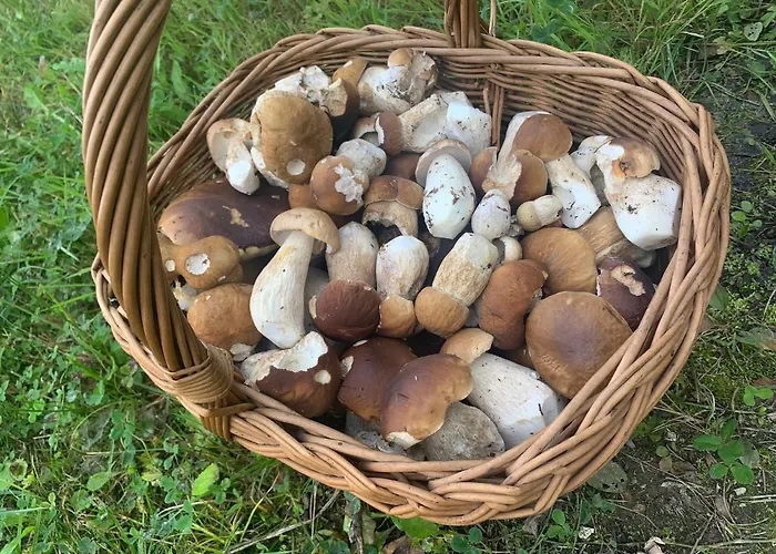 Apartmán Apartament Dream Apart Ii